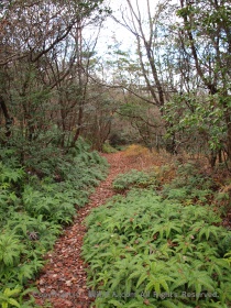 山道