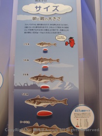 めんたいこのサイズ