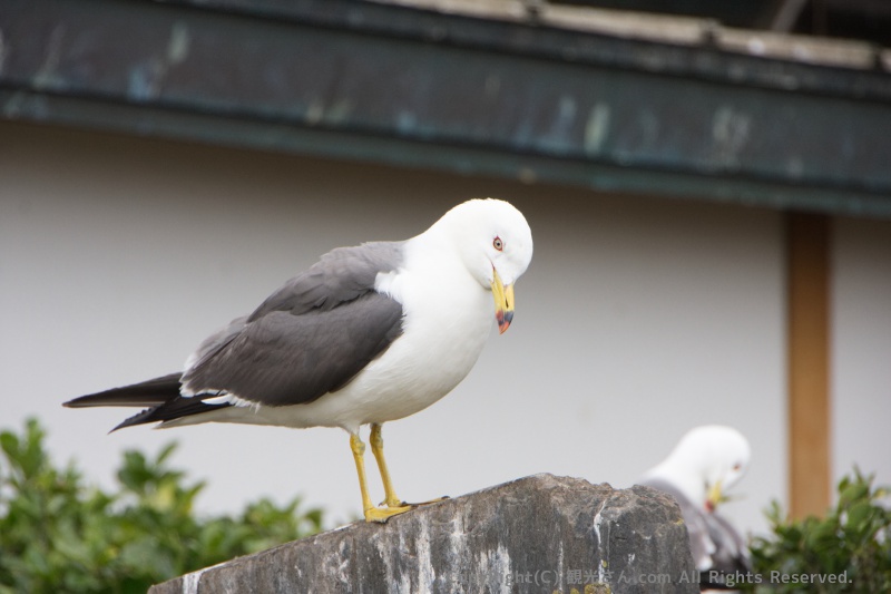 近くで撮影もできる
