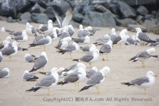 青春