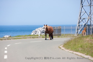 道路上の寒立馬
