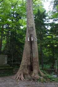 大木