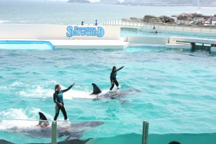 シャチのショー２