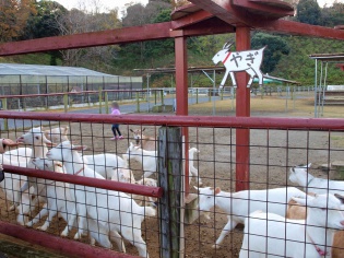 やぎ