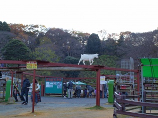 きのぼりやぎ