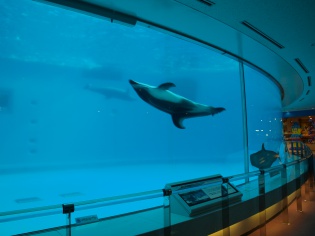 イルカのプール