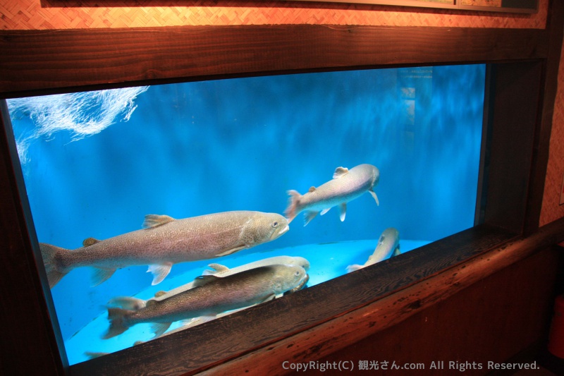 日本最大の淡水魚｢イトウ｣