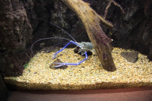 アオテナガエビ