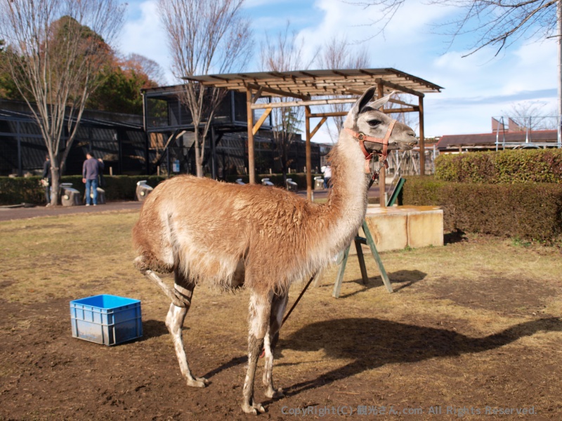 ラマ