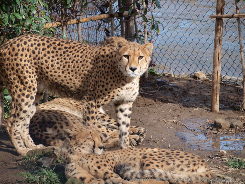ヒョウ