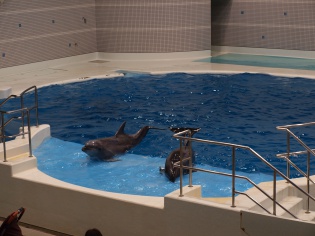 イルカショー