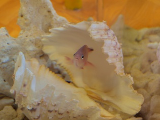 魚の赤ちゃん