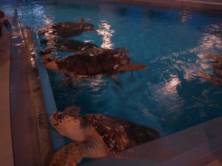 ウミガメのプール