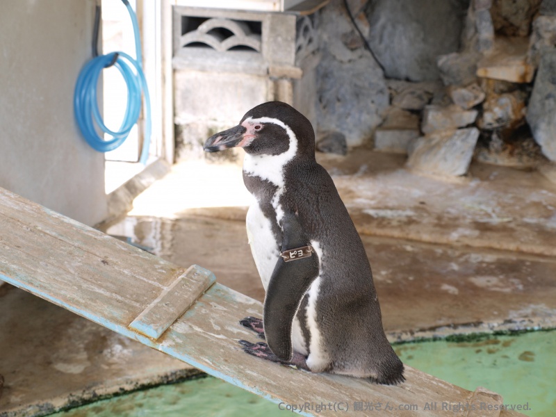 ペンギン