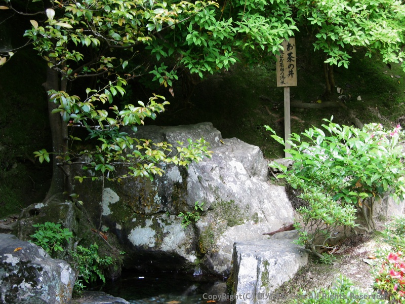 お茶の井