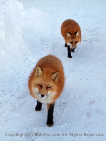 ニーハイ