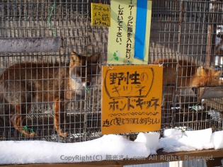 野生のホンドキツネ