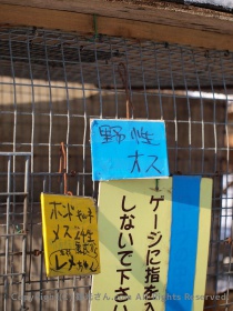 野生？のホンドキツネ