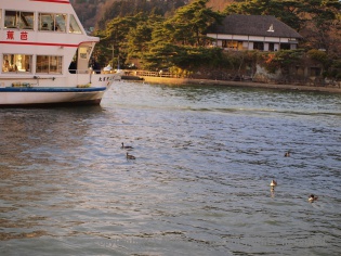 松島湾に浮かぶ鳥？