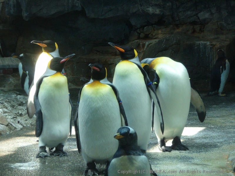 キングペンギンたち