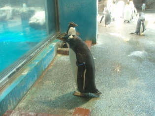 ジェンツーペンギン