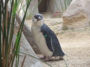 コガタペンギン３