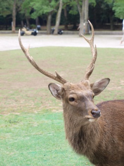 奈良公園