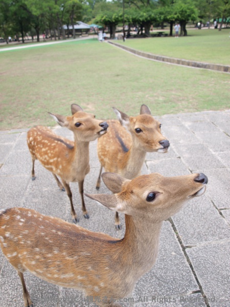 寄ってきた鹿