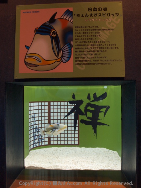 楽しい水槽