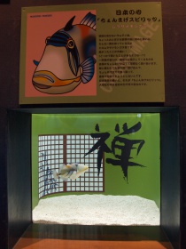 楽しい水槽