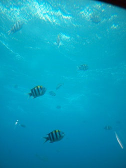 ブセナ海中公園