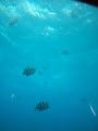 ブセナ海中公園 海中展望塔