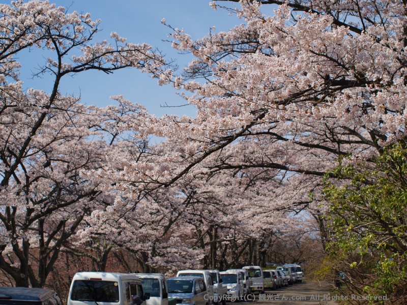 桜まつり１