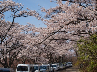 桜まつり１