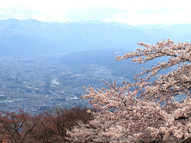 桜まつり３