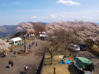 桜まつり４