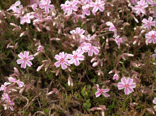 芝桜
