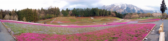 羊山公園　芝桜の丘