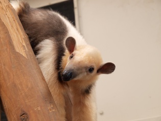 何これかわいい！