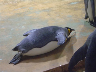 キングペンギン 