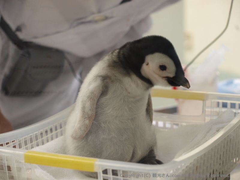 エンペラー（コウテイ）ペンギンの赤ちゃん