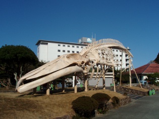 シロナガスクジラの骨格標本