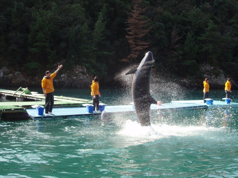 クジラのジャンプ