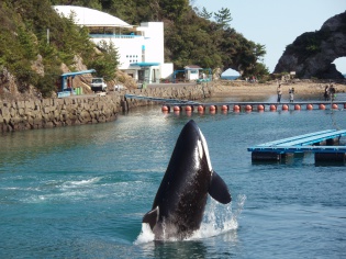 シャチ