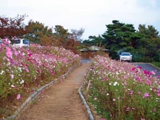 鷲ヶ峰コスモスパーク