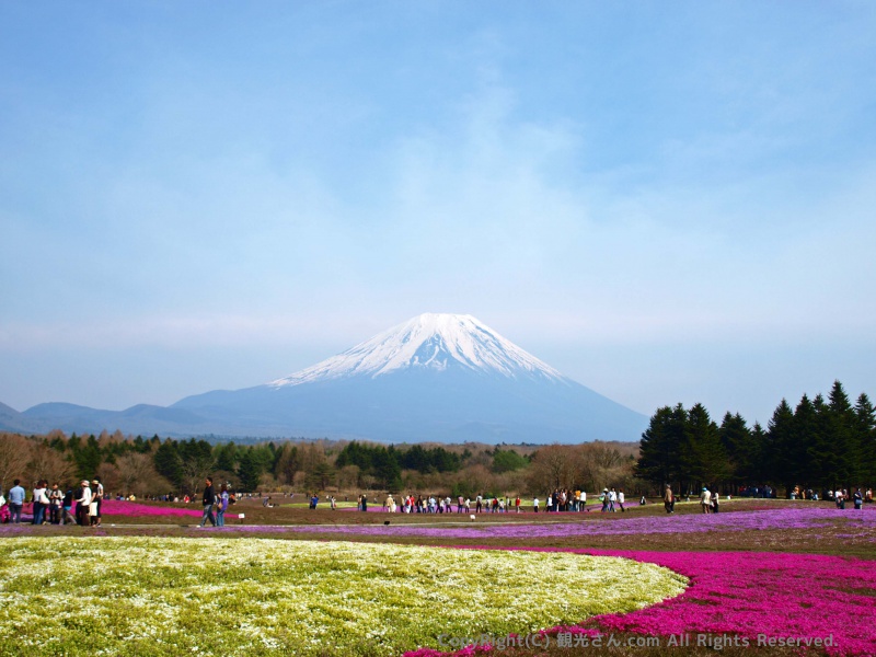 富士芝桜まつり