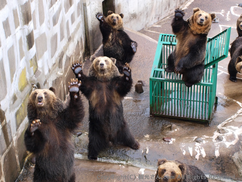 登別クマ牧場